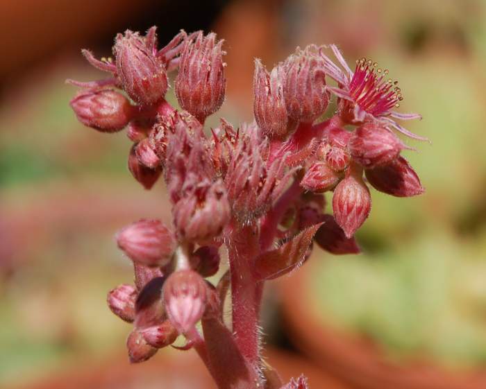 Sempervivum Dachwurz Hauswurz